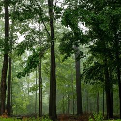 Blick in einen Mischwald, die Bäume sind voller grüner Blätter und sehen sehr gesund aus.