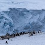 Eine große Gruppe von Pinguinen befindet sich auf einer Eisscholle.