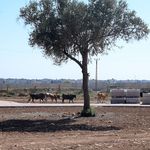 Auch wenn die Häuser auf der anderen Seite der syrisch-türkischen Grenze so nahe wirken, sind sie doch kaum erreichbar. In einer kargen Landschaft weiden ein paar Kühe neben einem einsamen Baum, im Hintergrund sieht man Grenzzäune und Mauern, dahinter Häuserdächer.