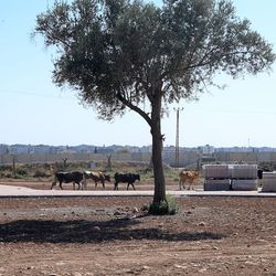 Auch wenn die Häuser auf der anderen Seite der syrisch-türkischen Grenze so nahe wirken, sind sie doch kaum erreichbar. In einer kargen Landschaft weiden ein paar Kühe neben einem einsamen Baum, im Hintergrund sieht man Grenzzäune und Mauern, dahinter Häuserdächer.